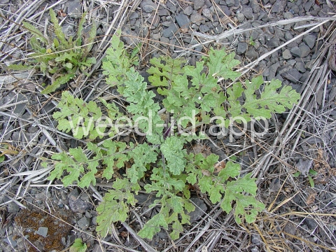 ragwort, tansy